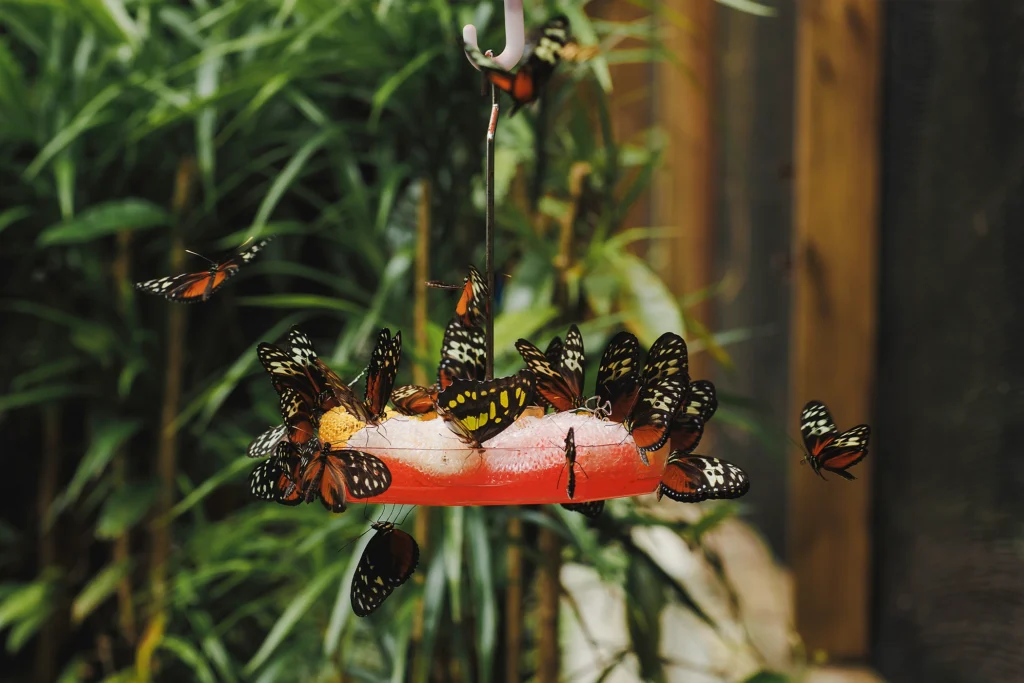 darah travel blog butterfly copy | Darah Travel